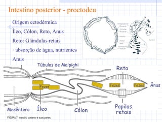 Intestino posterior - proctodeu Origem ectodérmica Íleo, Cólon, Reto, Anus Reto: Glândulas retais  absorção de água, nutrientes Anus Fezes Fezes FIGURA 7. Intestino posterior e suas partes. Mesêntero Íleo Cólon Papilas retais Reto Ânus Túbulos de Malpighi Fezes 