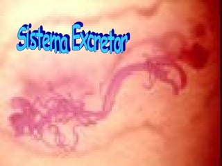 Sistema Excretor 
