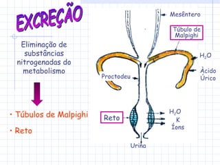 EXCREÇÃO Eliminação de substâncias nitrogenadas do metabolismo Túbulos de Malpighi Reto H 2 O  K Íons Reto Proctodeu Mesêntero H 2 O Àcido Úrico Urina Túbulo de Malpighi 