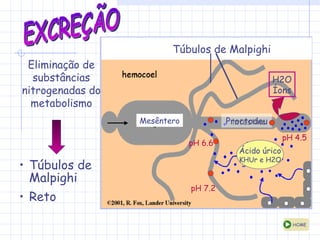 EXCREÇÃO Eliminação de substâncias nitrogenadas do metabolismo Túbulos de Malpighi Reto Túbulos de Malpighi Mesêntero Proctodeu Ácido úrico KHUr e H2O pH 7.2 pH 6.6 pH 4.5 H2O Íons HOME 