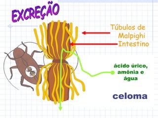 ácido úrico, amônia e água celoma EXCREÇÃO Túbulos de Malpighi Intestino 