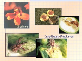 Nectívoro Carpófagos/Frugívoros 