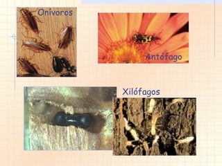 Onívoros Xilófagos Antófago 