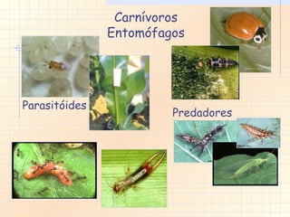 Carnívoros Entomófagos Parasitóides Predadores 