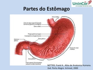 Baixo: Intestino Grosso, Reto e Ânus