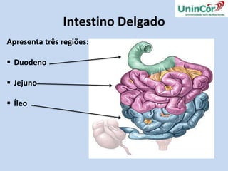 Glândulas e Órgãos Acessórios