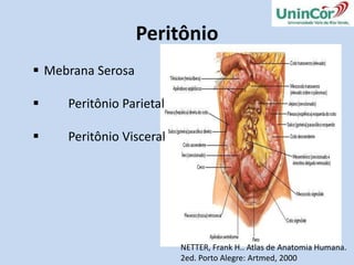 Glândulas Salivares