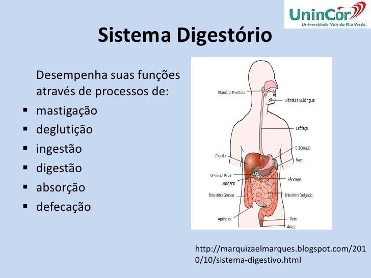 O Sistema Digestorio Humano é Responsavel Por Tirar Dos Alimentos