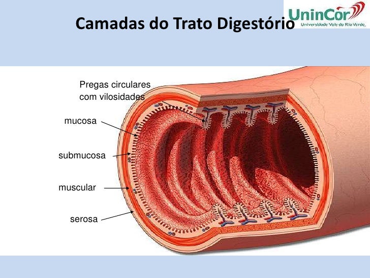 Sistema Digestório