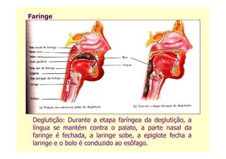Faringe
Deglutição: Durante a etapa faríngea da deglutição, a
língua se mantém contra o palato, a parte nasal da
faringe é fechada, a laringe sobe, a epiglote fecha a
laringe e o bolo é conduzido ao esôfago.
 