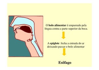O bolo alimentar é empurrado pela
língua contra a parte superior da boca.
A epiglote fecha a entrada do ar
deixando passar o bolo alimentar
Esôfago
 