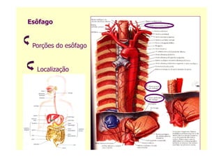 Esôfago
Porções do esôfago
Localização
 