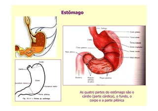 Estômago
As quatro partes do estômago são o
cárdio (parte cárdica), o fundo, o
corpo e a parte pilórica
 