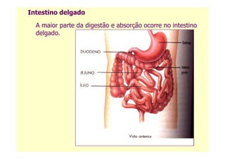 Intestino delgado
A maior parte da digestão e absorção ocorre no intestino
delgado.
 