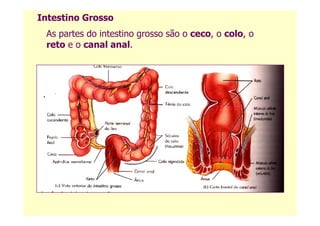 As partes do intestino grosso são o ceco, o colo, o
reto e o canal anal.
Intestino Grosso
 