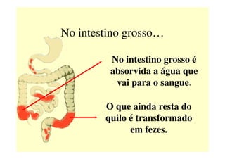 No intestino grosso…
No intestino grosso é
absorvida a água que
vai para o sangue.vai para o sangue.
O que ainda resta do
quilo é transformado
em fezes.
 