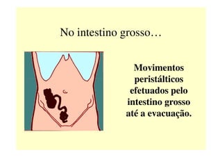 No intestino grosso…
Movimentos
peristálticosperistálticos
efetuados pelo
intestino grosso
até a evacuação.
 