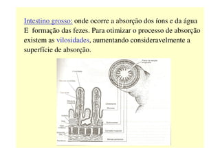 Intestino grosso: onde ocorre a absorção dos íons e da água
E formação das fezes. Para otimizar o processo de absorção
existem as vilosidades, aumentando consideravelmente a
superfície de absorção.
 
