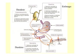 Duodeno
Estômago
Duodeno
 