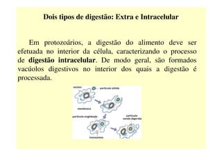 Dois tipos de digestão: Extra e Intracelular
Em protozoários, a digestão do alimento deve ser
efetuada no interior da célula, caracterizando o processo
de digestão intracelular. De modo geral, são formados
vacúolos digestivos no interior dos quais a digestão é
processada.processada.
 