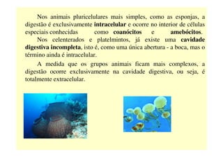 Nos animais pluricelulares mais simples, como as esponjas, a
digestão é exclusivamente intracelular e ocorre no interior de células
especiais conhecidas como coanócitos e amebócitos.
Nos celenterados e platelmintos, já existe uma cavidade
digestiva incompleta, isto é, como uma única abertura - a boca, mas o
término ainda é intracelular.
A medida que os grupos animais ficam mais complexos, a
digestão ocorre exclusivamente na cavidade digestiva, ou seja, é
totalmente extracelular.totalmente extracelular.
 