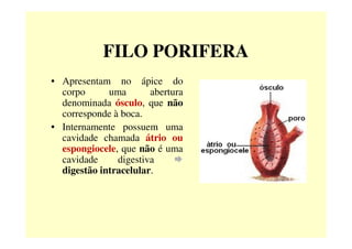FILO PORIFERA
• Apresentam no ápice do
corpo uma abertura
denominada ósculo, que não
corresponde à boca.
• Internamente possuem uma• Internamente possuem uma
cavidade chamada átrio ou
espongiocele, que não é uma
cavidade digestiva
digestão intracelular.
 