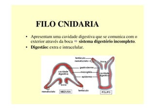 FILO CNIDARIA
• Apresentam uma cavidade digestiva que se comunica com o
exterior através da boca sistema digestório incompleto.
• Digestão: extra e intracelular.
 