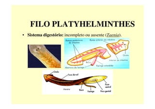 FILO PLATYHELMINTHES
• Sistema digestório: incompleto ou ausente (Taenia).
 