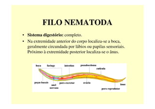FILO NEMATODA
• Sistema digestório: completo.
• Na extremidade anterior do corpo localiza-se a boca,
geralmente circundada por lábios ou papilas sensoriais.
Próximo à extremidade posterior localiza-se o ânus.
 