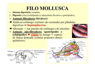 FILO MOLLUSCA
• Sistema digestório: completo.
• Digestão: extra (cefalópodes) e intracelular (bivalves e gastrópodes).
• Animais filtradores (bivalves):
Ainda no estômago, enzimas são secretadas por glândulas
digestivas hepatopâncreas.
Absorção nas paredes do estômago e do intestino.
• Animais não-filtradores (gastrópodes e
cefalópodes) rádula na faringe espéciecefalópodes) rádula na faringe espécie
de língua denteada (contém pequenos dentes
quitinosos) .
 