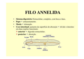 FILO ANNELIDA
• Sistema digestório: Extracelular, completo, com boca e ânus.
• Papo armazenamento.
• Moela trituração.
• Ceco intestinal: aumento da superfície de absorção divide o intestino
em duas regiões funcionais:em duas regiões funcionais:
anterior digestão extracelular;
posterior absorção.
 