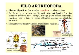 FILO ARTRHOPODA
• Sistema digestório: Extracelular, completo, com boca e ânus.
• De forma geral, o sistema digestório dos artrópodes é muito
parecido. Possuem boca, faringe, esôfago, papo, moela, estômago,
intestino, reto e ânus e, como glândulas anexas, as glândulas
salivares.
• Possuem peças bucais variadas( Mandíbulas, maxilas..)
Aparelho bucal
mastigador-triturador
Aparelho bucal
picador-sugador
 