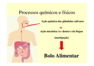 Ação química das glândulas salivares
+
Ação mecânica dos dentes e da língua
Processos químicos e físicos
(mastigação)
Bolo Alimentar
 
