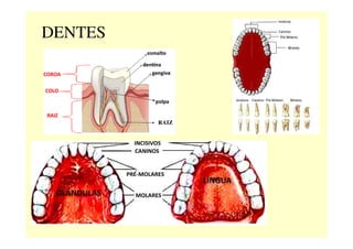 DENTES
RAIZRAIZ
 