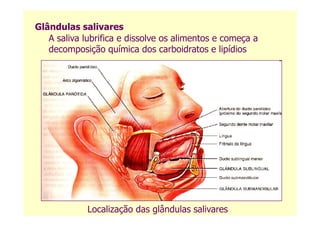 Glândulas salivares
A saliva lubrifica e dissolve os alimentos e começa a
decomposição química dos carboidratos e lipídios
Localização das glândulas salivares
 