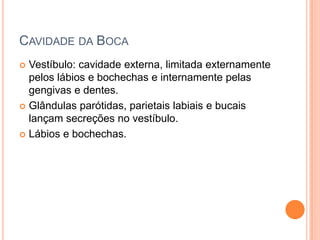 CAVIDADE DA BOCA
 Vestíbulo: cavidade externa, limitada externamente
  pelos lábios e bochechas e internamente pelas
  gengivas e dentes.
 Glândulas parótidas, parietais labiais e bucais
  lançam secreções no vestíbulo.
 Lábios e bochechas.
 