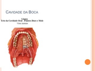 CAVIDADE DA BOCA
 