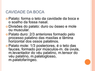 CAVIDADE DA BOCA
 Palato: forma o teto da cavidade da boca e
  o soalho da fossa nasal.
 Divisões do palato: duro ou ósseo e mole
  ou muscular.
 Palato duro: 2/3 anteriores formado pelo
  processo palatino das maxilas e lâmina
  horizontal dos ossos palatinos.
 Palato mole: 1/3 posteriores, é o teto das
  fauces, formado por músculos-m. da úvula,
  m.levantador do véu palatino, m.tensor do
  véu palatino, m.palatoglosso,
  m.palatofaríngeo.
 