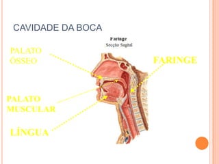 CAVIDADE DA BOCA

PALATO
ÓSSEO               FARINGE


PALATO
MUSCULAR

LÍNGUA
 