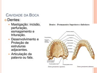 CAVIDADE DA BOCA
 Dentes:
     Mastigação: incisão,
      perfuração,
      esmagamento e
      trituração.
     Desenvolvimento e
      Proteção de
      estruturas
      adjacentes.
     Articulação da
      palavra ou fala.
 