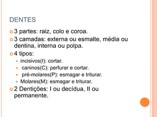 DENTES
3  partes: raiz, colo e coroa.
 3 camadas: externa ou esmalte, média ou
  dentina, interna ou polpa.
 4 tipos:
   incisivos(I): cortar.
   caninos(C): perfurar e cortar.
   pré-molares(P): esmagar e triturar.
   Molares(M): esmagar e triturar.
2Dentições: I ou decídua, II ou
 permanente.
 