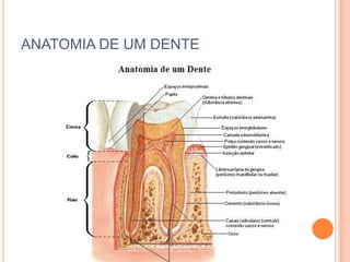 ANATOMIA DE UM DENTE
 