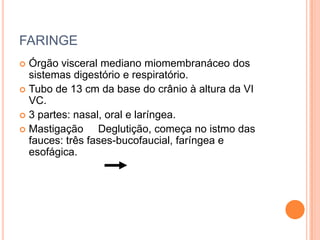 FARINGE
 Órgão visceral mediano miomembranáceo dos
  sistemas digestório e respiratório.
 Tubo de 13 cm da base do crânio à altura da VI
  VC.
 3 partes: nasal, oral e laríngea.
 Mastigação     Deglutição, começa no istmo das
  fauces: três fases-bucofaucial, faríngea e
  esofágica.
 