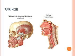 FARINGE
 