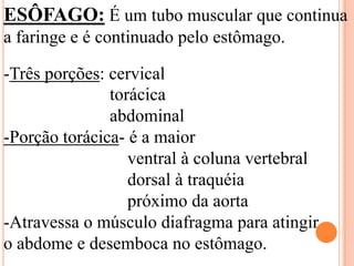 ESÔFAGO: É um tubo muscular que continua
a faringe e é continuado pelo estômago.

-Três porções: cervical
               torácica
               abdominal
-Porção torácica- é a maior
                  ventral à coluna vertebral
                  dorsal à traquéia
                  próximo da aorta
-Atravessa o músculo diafragma para atingir
o abdome e desemboca no estômago.
 