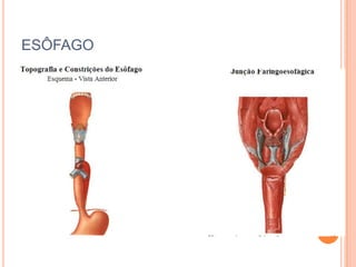 ESÔFAGO
 