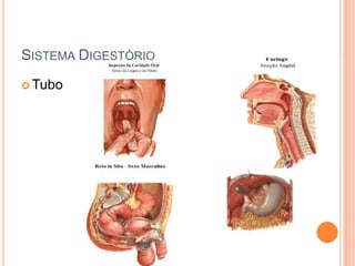 SISTEMA DIGESTÓRIO
 Tubo
 