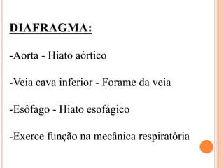 DIAFRAGMA:

-Aorta - Hiato aórtico

-Veia cava inferior - Forame da veia

-Esôfago - Hiato esofágico

-Exerce função na mecânica respiratória
 
