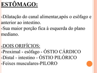 ESTÔMAGO:

-Dilatação do canal alimentar,após o esôfago e
anterior ao intestino.
-Sua maior porção fica à esquerda do plano
mediano.

-DOIS ORIFÍCIOS:
-Proximal - esôfago - ÓSTIO CÁRDICO
-Distal - intestino - ÓSTIO PILÓRICO
-Feixes musculares-PILORO
 