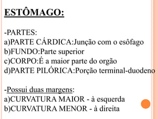 ESTÔMAGO:

-PARTES:
a)PARTE CÁRDICA:Junção com o esôfago
b)FUNDO:Parte superior
c)CORPO:É a maior parte do orgão
d)PARTE PILÓRICA:Porção terminal-duodeno

-Possui duas margens:
a)CURVATURA MAIOR - à esquerda
b)CURVATURA MENOR - à direita
 